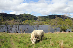 Highland cow by Loch Achray