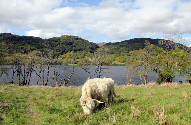 Highland cow by Loch Achray