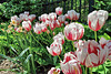 Canada 150 tulips