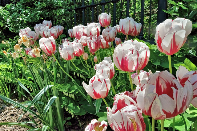 Canada 150 tulips