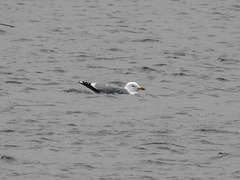 20180403 3346CPw [D~AUR] Sturmmöwe, Leybuchtsiel, Greetsiel