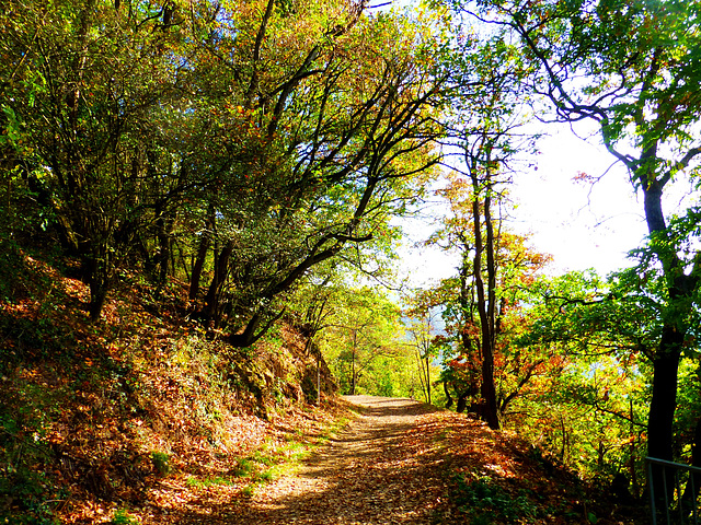 DE - Bad Ems - Autumn colours