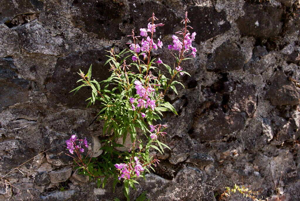 Ruine Waldeck