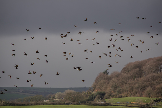 Starlings and one Lapwing