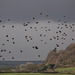 Starlings and one Lapwing