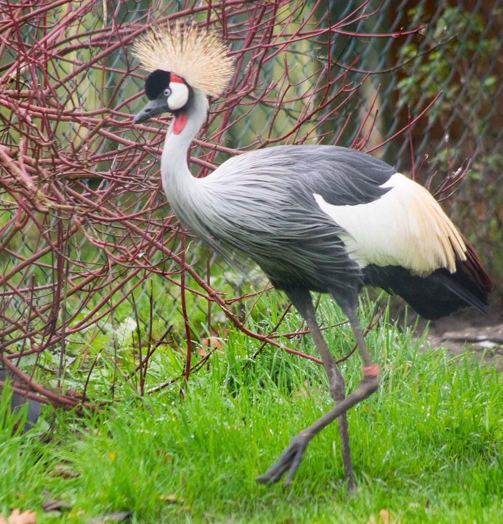 East African Crowned Crane4.