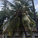 Tempel und Palmen in Beruwala auf Sri Lanka