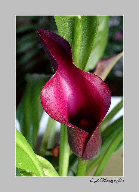 Calla Rudolph