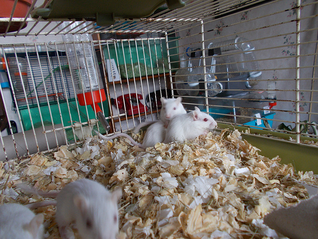 oad (g&h) - five ruby eyed pups [3 of 6]