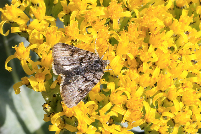 Moth and Rabbitbrush