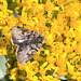 Moth and Rabbitbrush