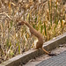 Stoat