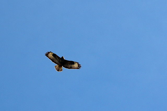 Mäusebussard (Buteo buteo)