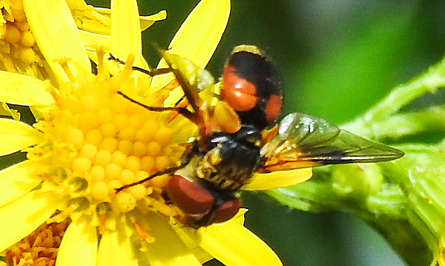 20230716 2093CPW [D~LIP] Jakobs-Greiskraut, Breitflügelige Raupenfliege (Ectophasia crassipennis), Bad Salzuflenn