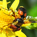 20230716 2093CPW [D~LIP] Jakobs-Greiskraut, Breitflügelige Raupenfliege (Ectophasia crassipennis), Bad Salzuflenn