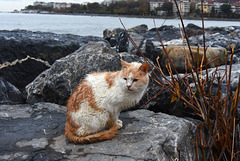 Wet cat on the sea wall