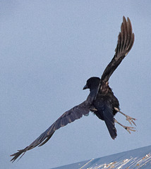 EOS R7 Peter Harriman 18 14 37 5596 09 crow dpp