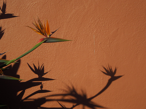 Bird of Paradise