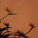 Bird of Paradise