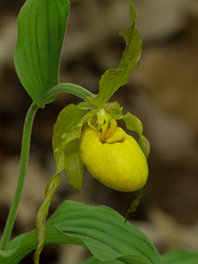 Cypripedium parviflorum var pubescens 09