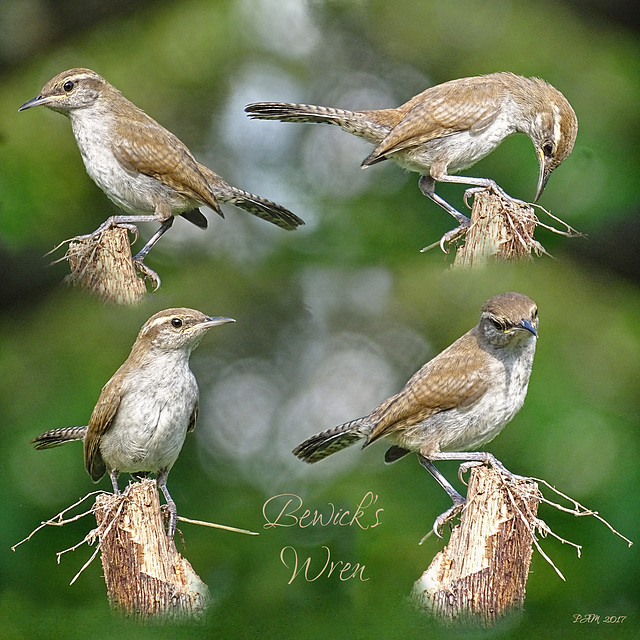 Bewick's Wren