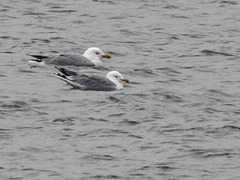 20180403 3347CPw [D~AUR] Sturmmöwe, Leybuchtsiel, Greetsiel