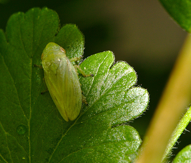 Frog hopper IMG_1509