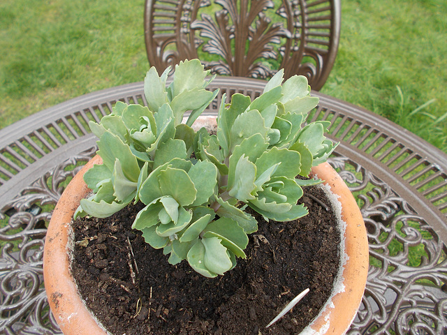 gdn[ip] - ice plant (Sedum spectabile)