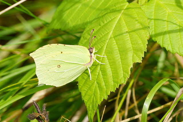 Zitronenfalter ♀ auf Brombeerblatt