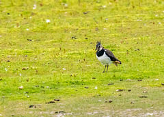 Lapwing