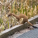 Stoat