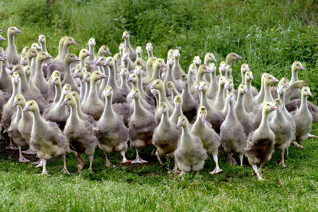 Dans le Périgord, une ferme d'élevage d'oies