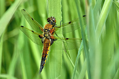 Four Spotted Chaser - Libellula quadrimaculata