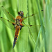 Four Spotted Chaser - Libellula quadrimaculata