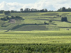 Vignoble vertusien