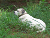 Branco resting beside the pond