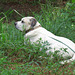 Branco resting beside the pond