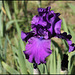 Iris Master Touch (2)