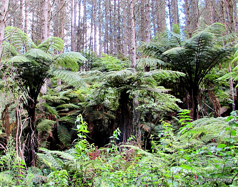 Pines and Undergrowth