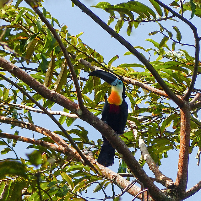 Channel-Billed Toucan, Brasso Seco trip, afternoon