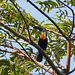 Channel-Billed Toucan, Brasso Seco trip, afternoon