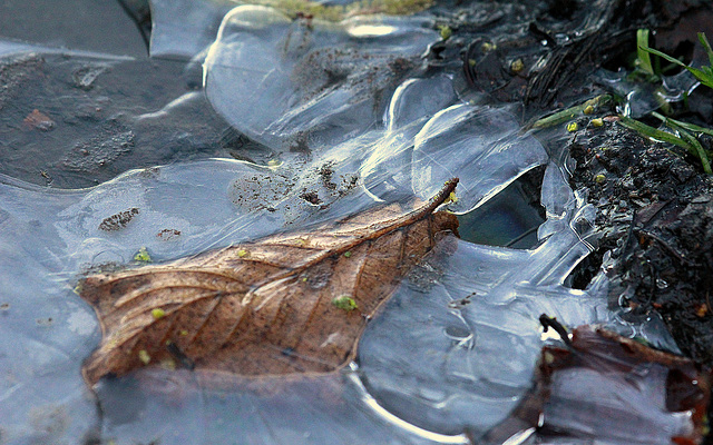 Linceul de glace