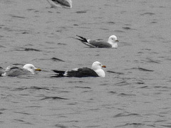 20180403 3348CPw [D~AUR] Heringsmöwe (Larus fuscus), Leybuchtsiel, Greetsiel