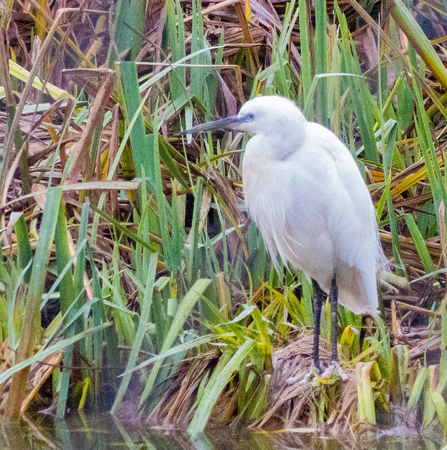 Egret (1)