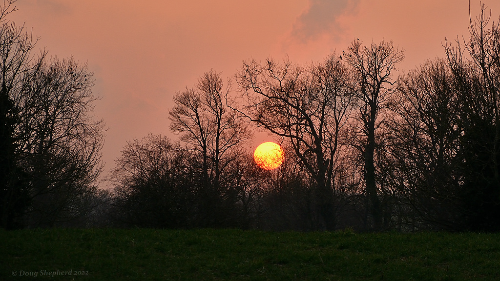 Roosting at sunset