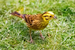Yellowhammer - a rare visitor to northern Scotland and on the Red List.