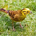 Yellowhammer - a rare visitor to northern Scotland and on the Red List.