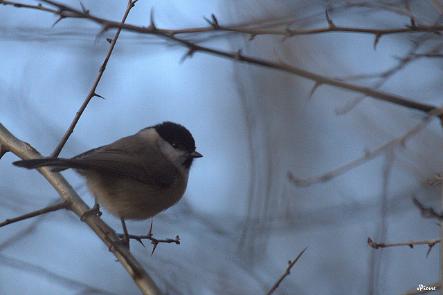 Mésange nonnette