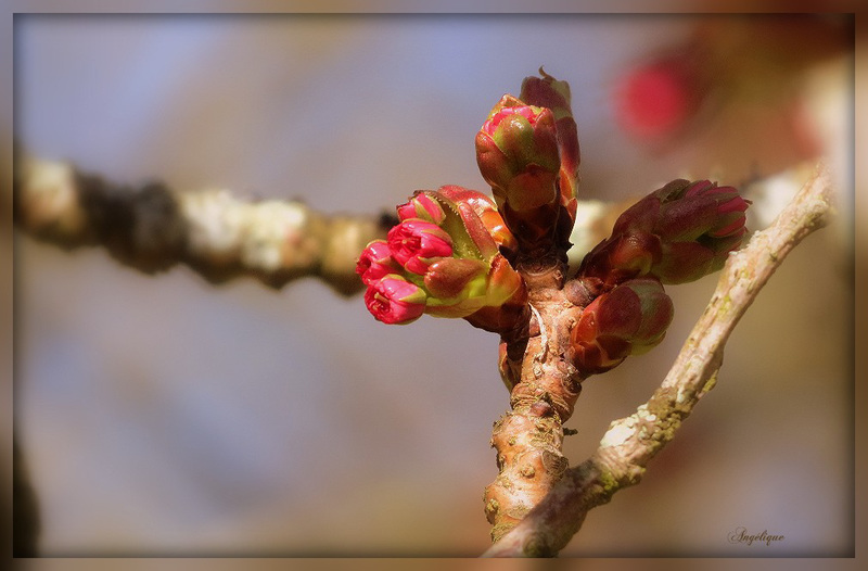 Prunus ....... Bon mercredi mes ami(e)s❤️