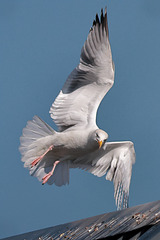 EOS R7 Peter Harriman 16 44 35 5587 04 herringGull dpp